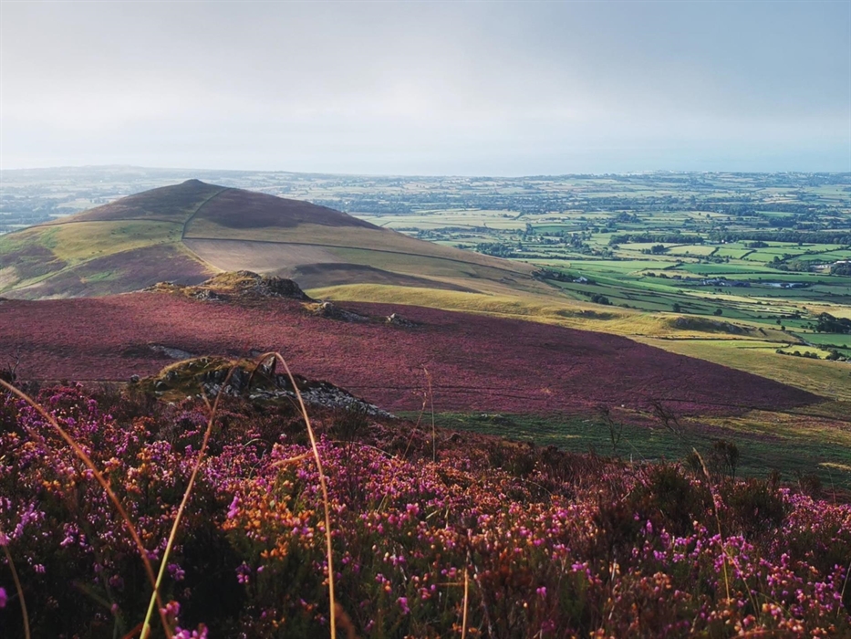 Landscape of purple heather and green fields