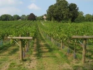 Ancre Hill Vineyard