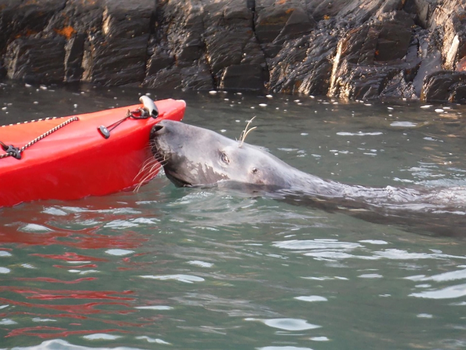 Sea Kayaking Seal