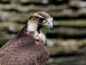 Falconry Experience Wales