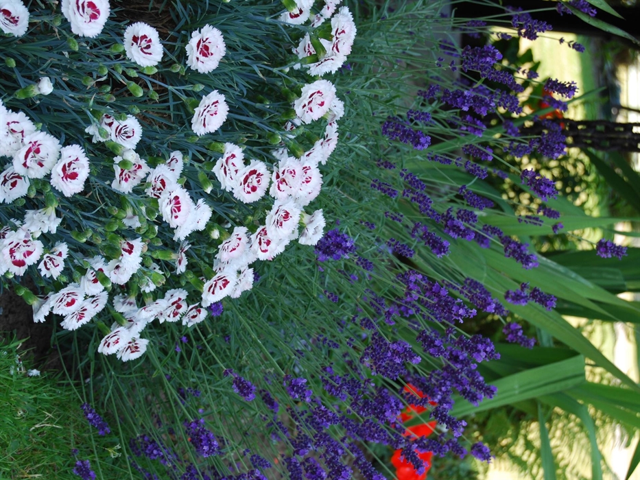 Wales in Bloom Best in Category Winners 2023