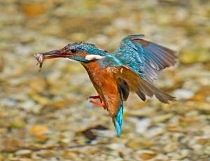 Welsh Wildlife Centre