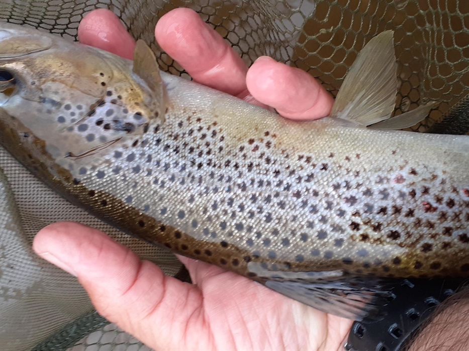 Another beauty from this huge peaceful reservoir high up in the Elenydd....sublime fishing in summer time , especially when the cichybonddu beetle hat