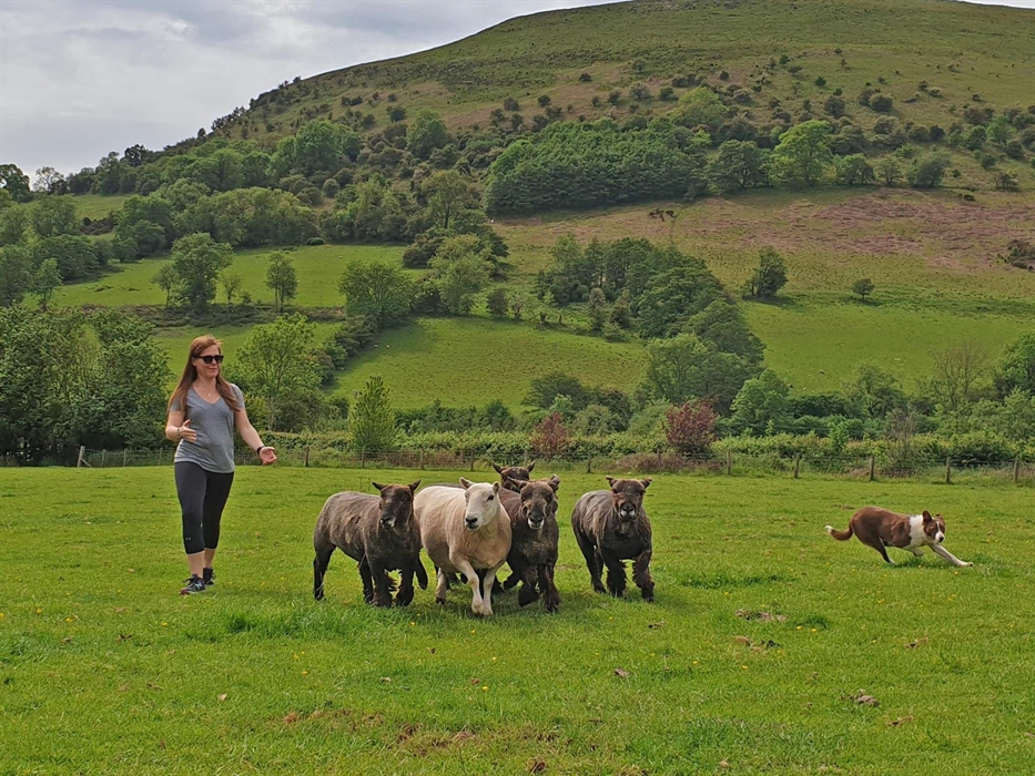 learn how to herd sheep tradtionally in Wales