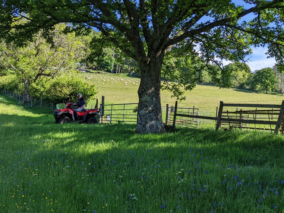 Ancient Hay Meadow at Nannerth
