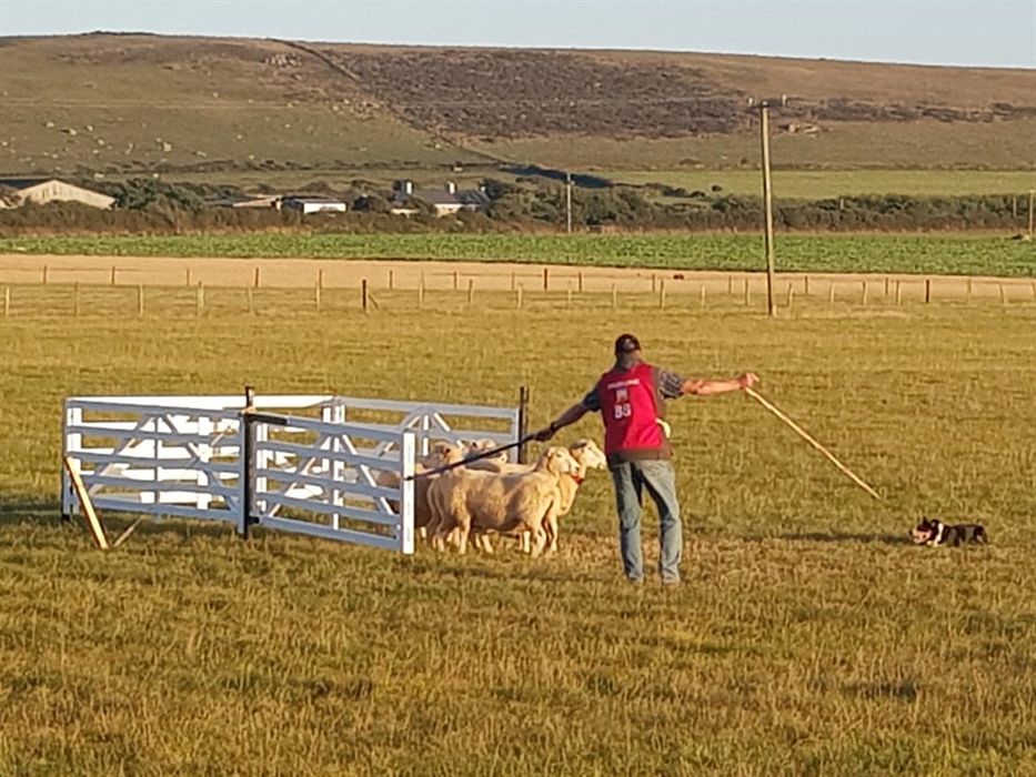 Welsh National Sheepdog Trials