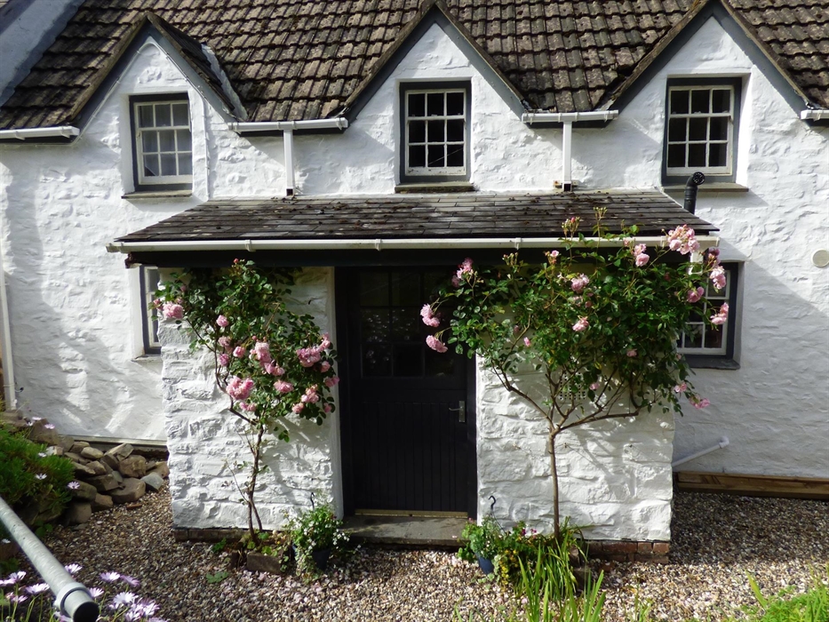 The back door into Yr Hal with pink roses on either side.