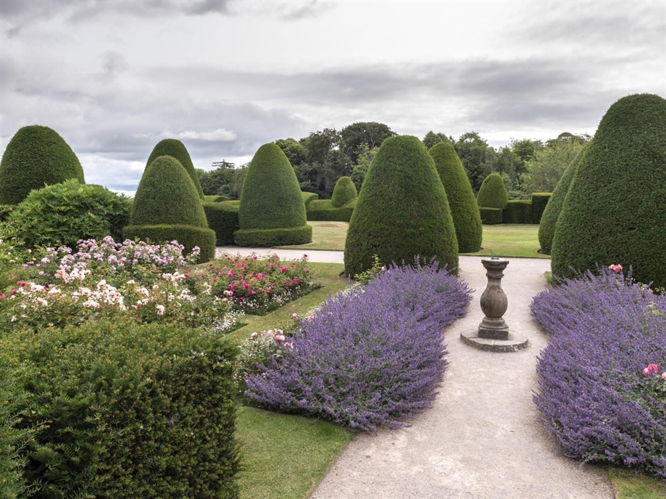 A view of Chirk Castle's garden showing flower beds filled with a variety of pink roses and topiary lining the footpaths. There is also a sundial. Nat