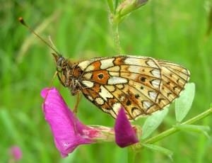 Gilfach Nature Reserve