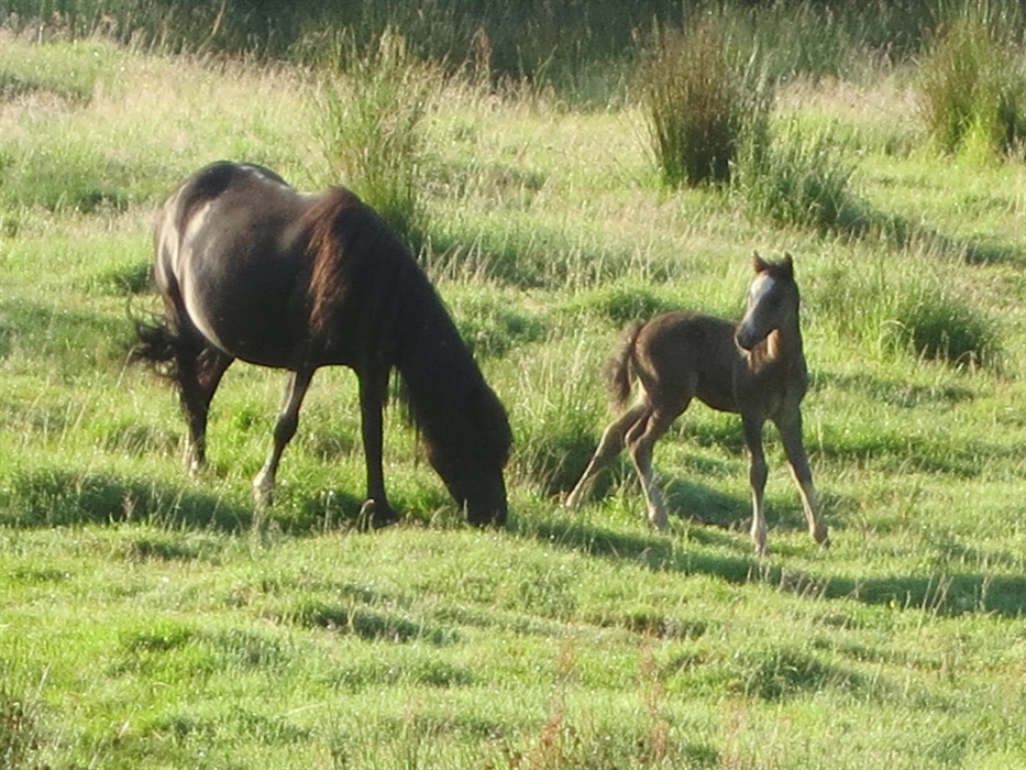 Wildlife near Dolgoch