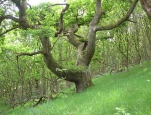 Gilfach Nature Reserve