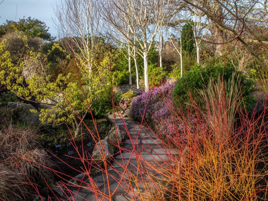 View of the winter plants and shrubs in the Winter Garden at Bodnant, including the red dogwoods, silver birch and purple heathers. National Trust Ima