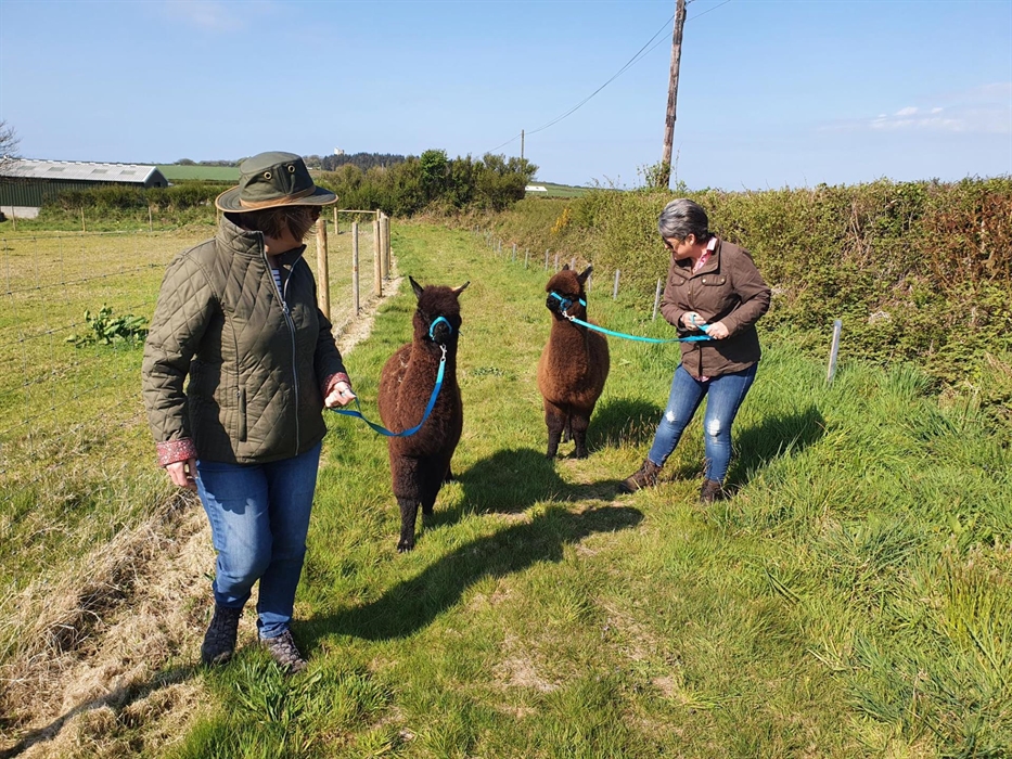 Alpaca Walking at Sweet Home Alpaca