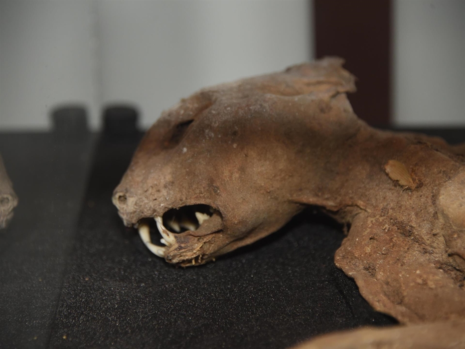 Our collections explore superstitions and beliefs throughout the years