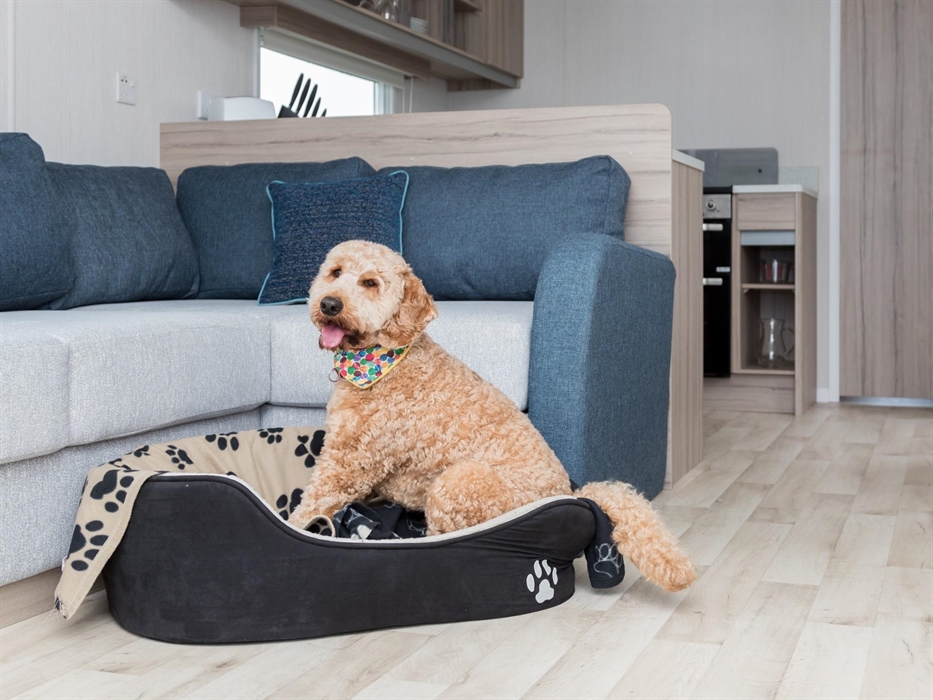 Caldey Living Area, Dog Friendly