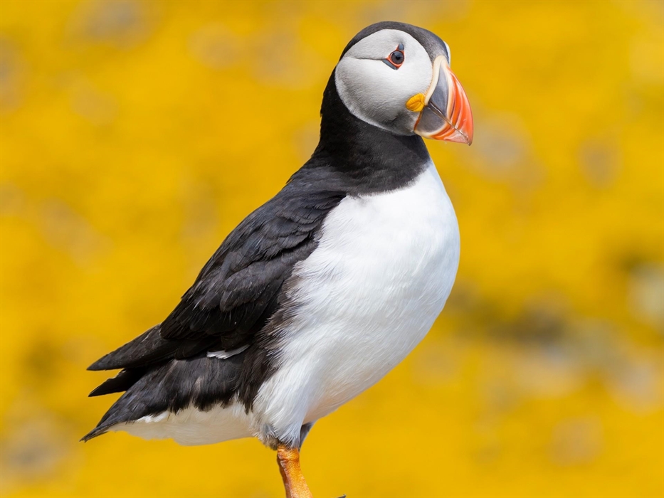 Puffin - Image Credit: Aidan McCormick