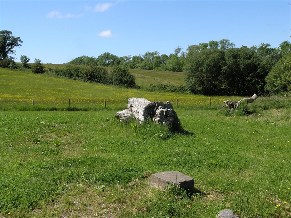 Beyond Derwen Cottage garden