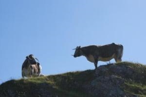 Carreg Cennan Rare Breeds Farm