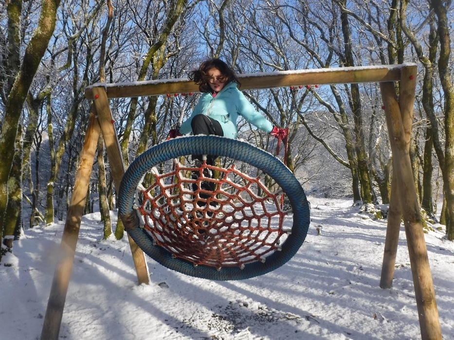Basket swing in woodland