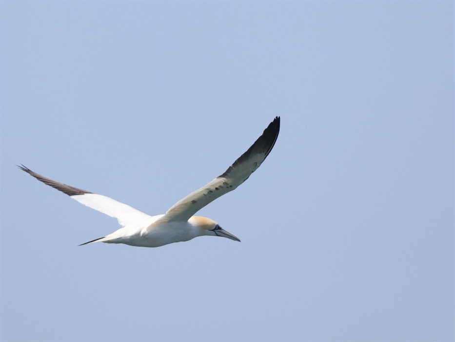 Gannet