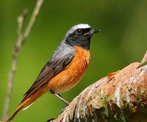 Gilfach Nature Reserve