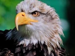 Falconry Experience Wales