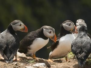 Skomer Puffins