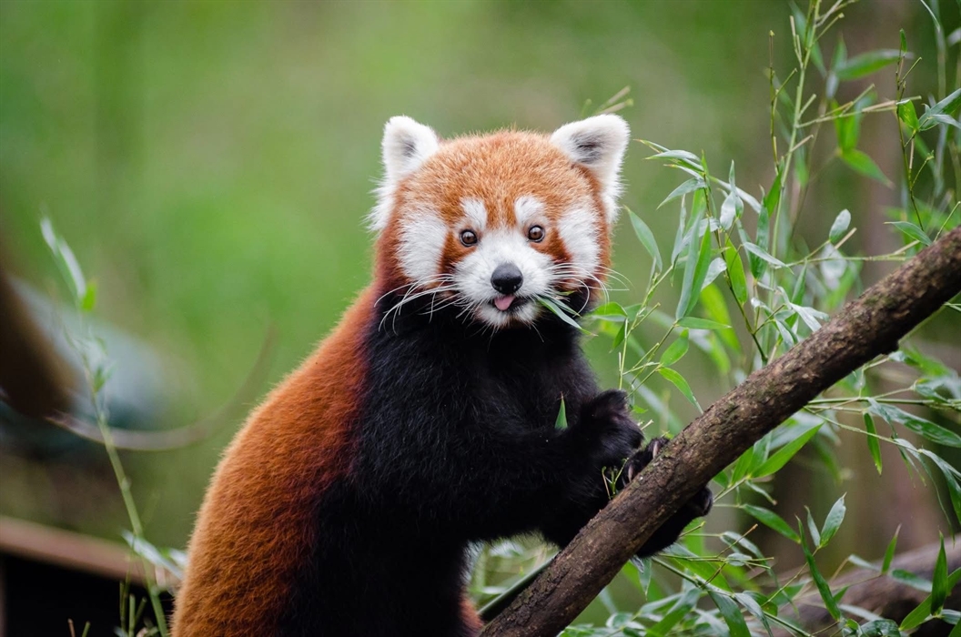 Betty the Red Panda