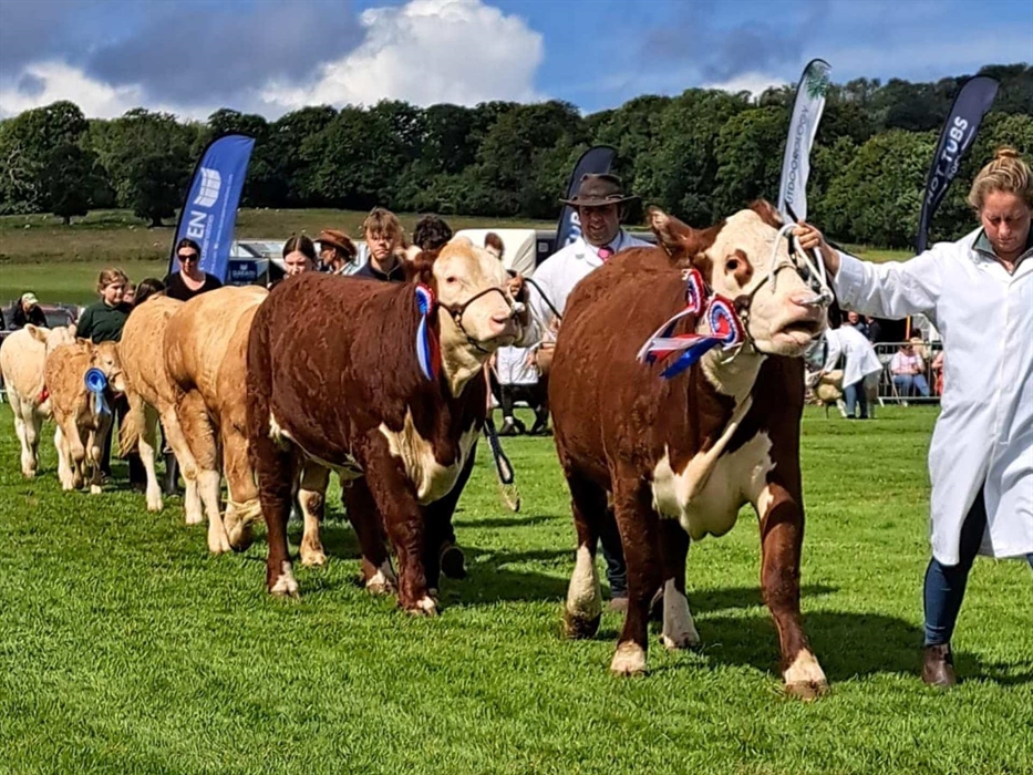 Chepstow Show cattle section