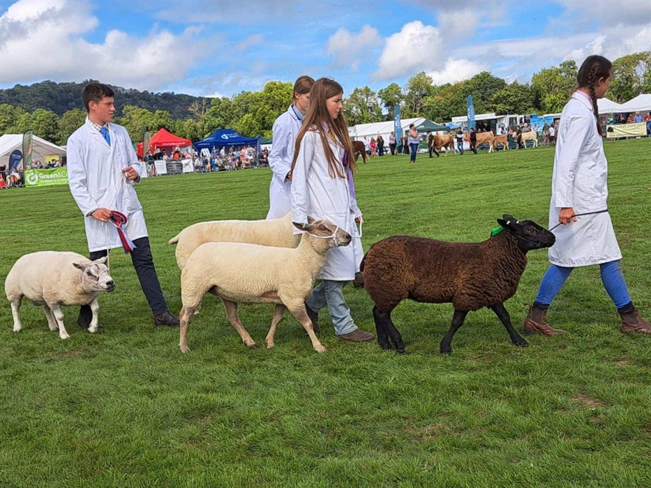 Chepstow Show sheep section