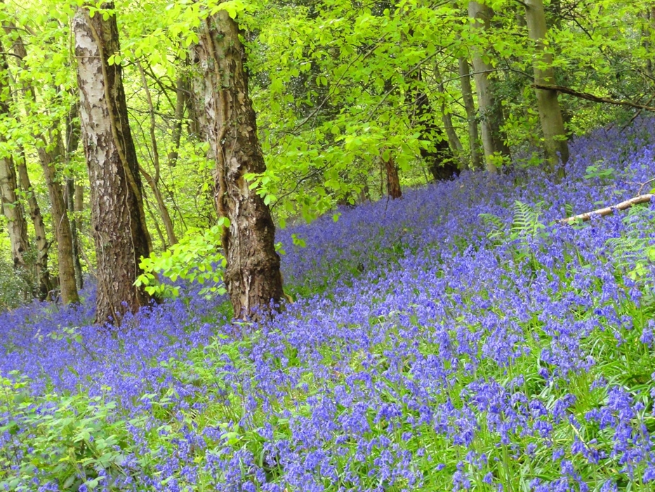 Bluebell woods