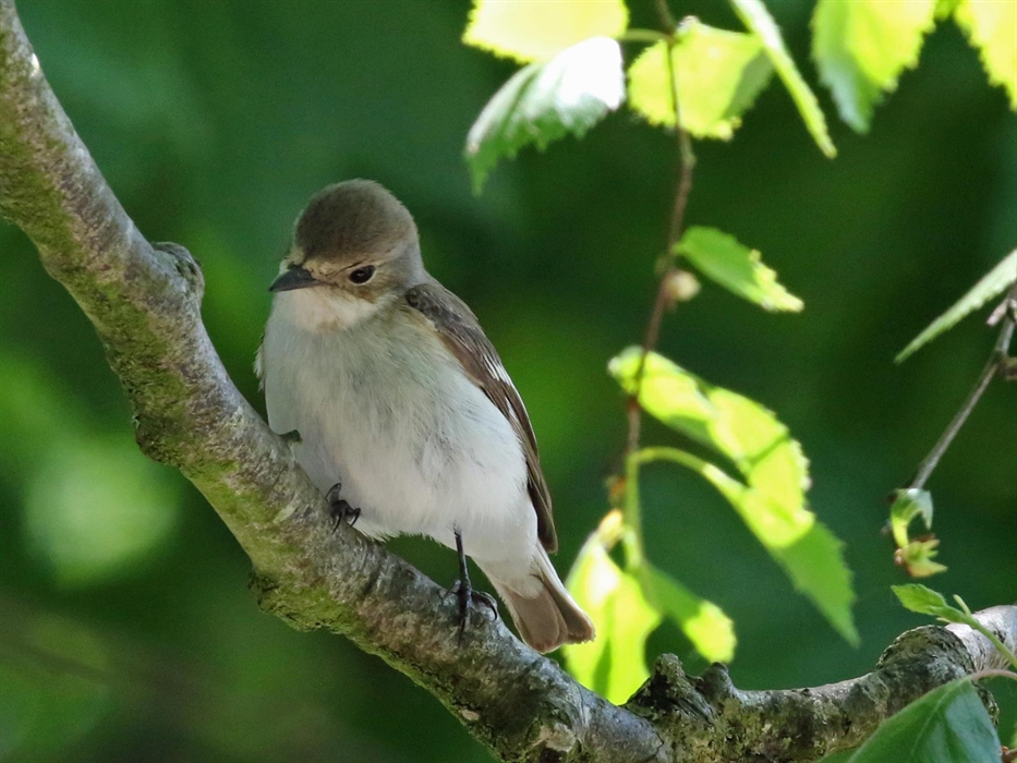 Pied Flycatcher on a branch on the farm.