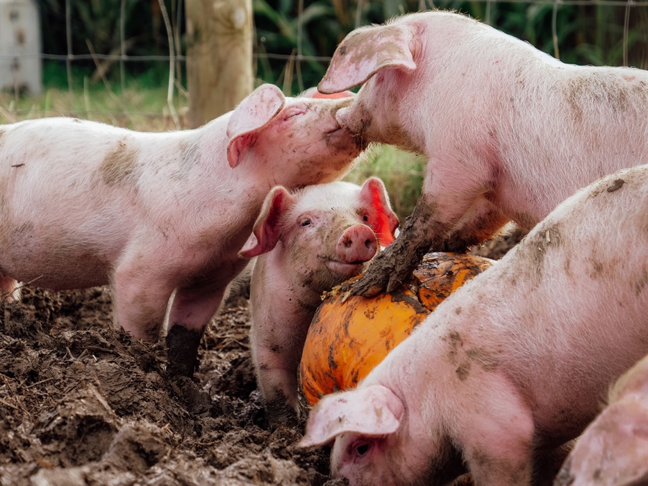Piglets-Pumpkin-Patch