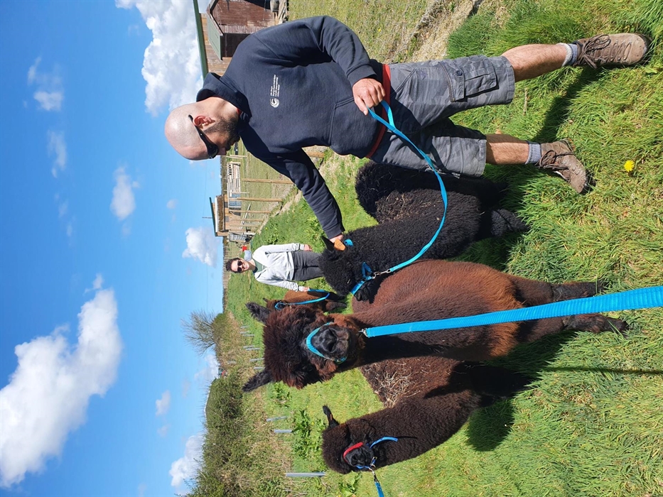 Alpaca Walking at Sweet Home Alpaca