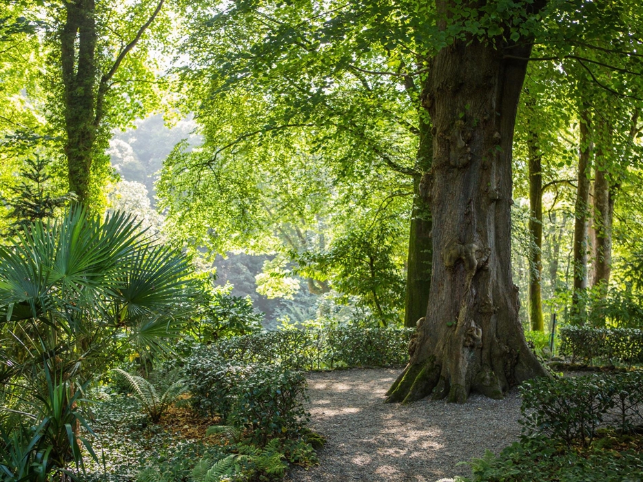 The Jungle at Plas Cadnant, Summer by Will Fuller