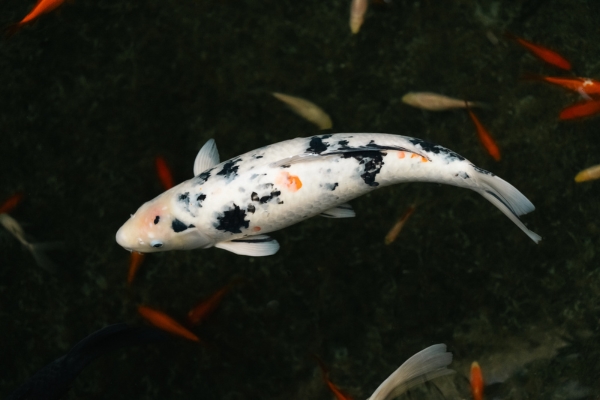 A white Koi Carp with black and orange smudges swimming in a pond with goldfish beneath, at Plantasia Tropical Zoo