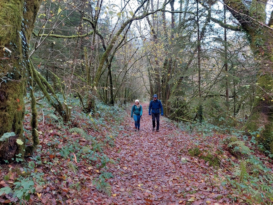 Walking in Byrgwm, Brechfa Forest