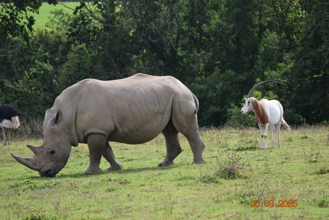 Rhino