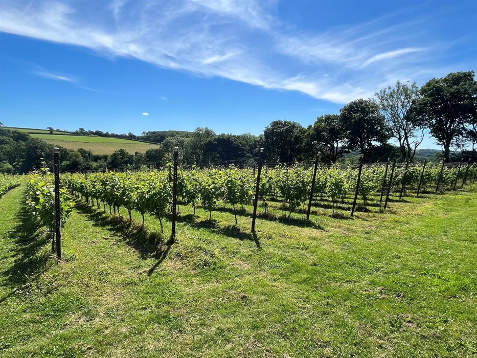 The vines in early summer