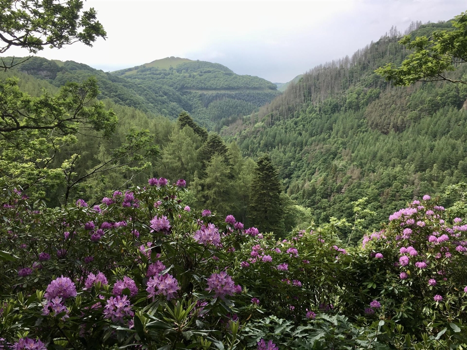 This view shows the Vale of Rheidol railway line in the distance