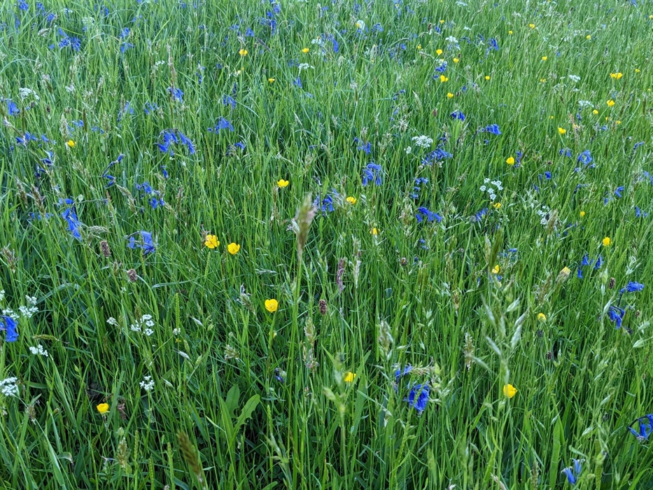 Wild flowers in the ancient hay meadow.