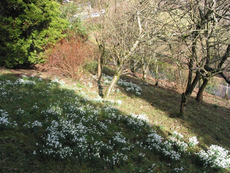 Snowdrops in spring