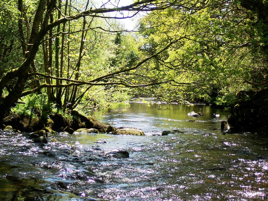 The Dwyfach River flowing through some tree lined banks. There are brown trout in the river and fishing can be done here