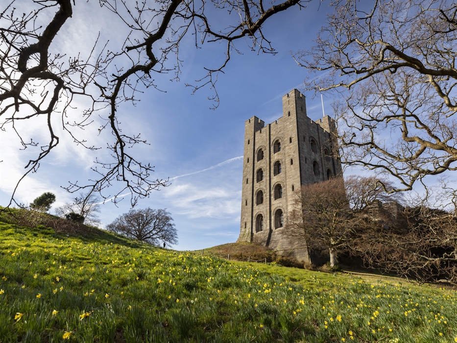 Daffodils in the park at Penrhyn Castle