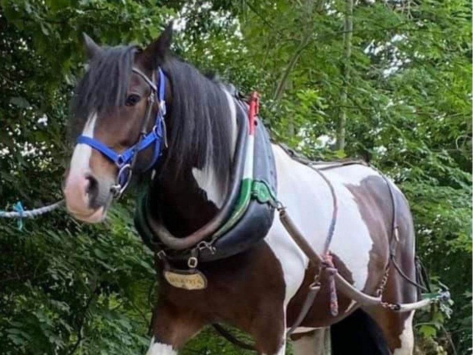 A view of Llangollen Wharf's Majestic Horse Dakota while he gently pulls one of our boats a long the Llangollen Canal.