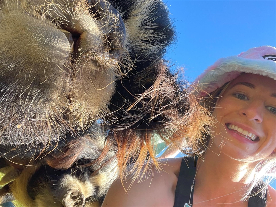 Harry, Myrtle and Gertrude are 3 kunekune pigs just love meeting our guests in the summer