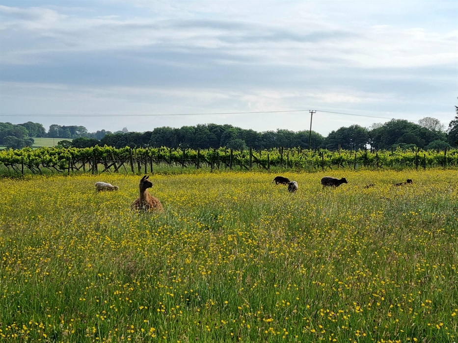Glyndwr Vineyard Vineyard tours sheep and llamas