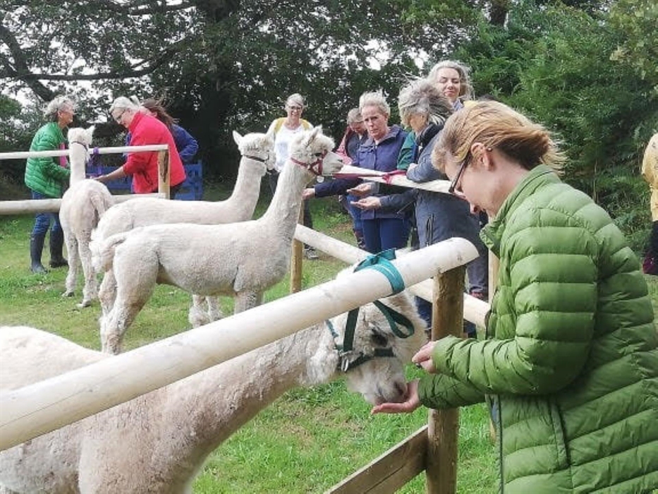 Pembrokeshire Alpaca Trekking