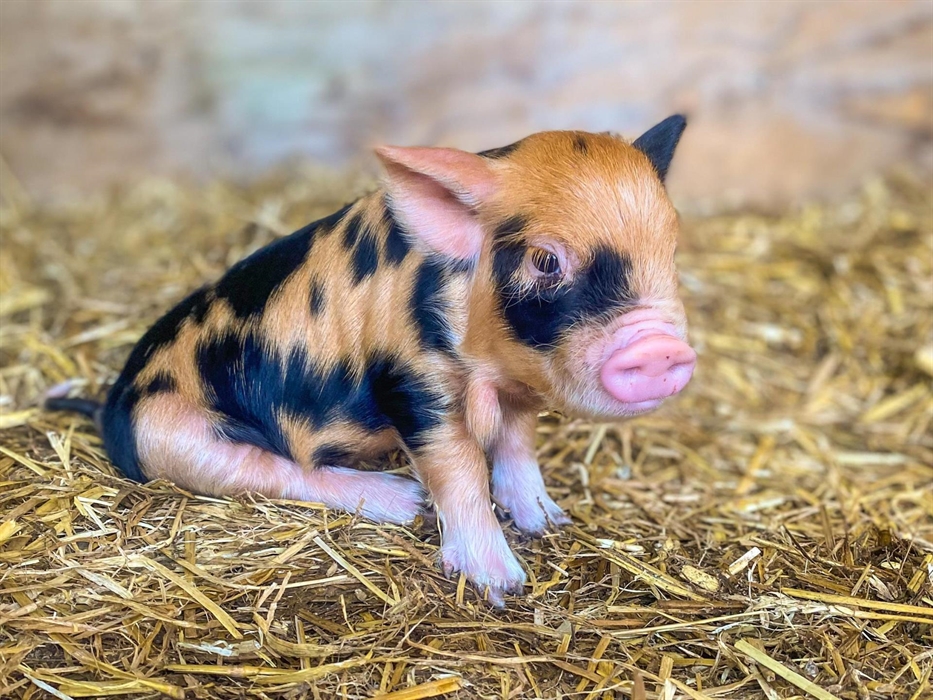 There are often piglets to meet!