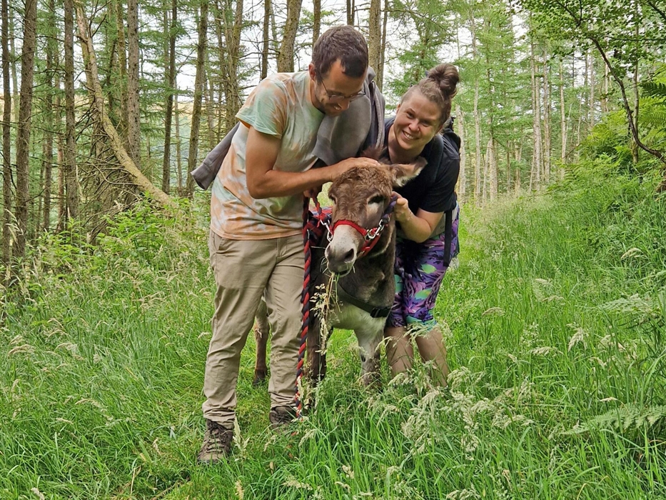 Enjoy quiet time with a little donkey in Wales